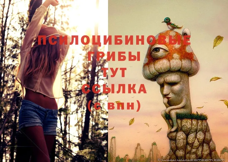 Галлюциногенные грибы Magic Shrooms  Зеленогорск 